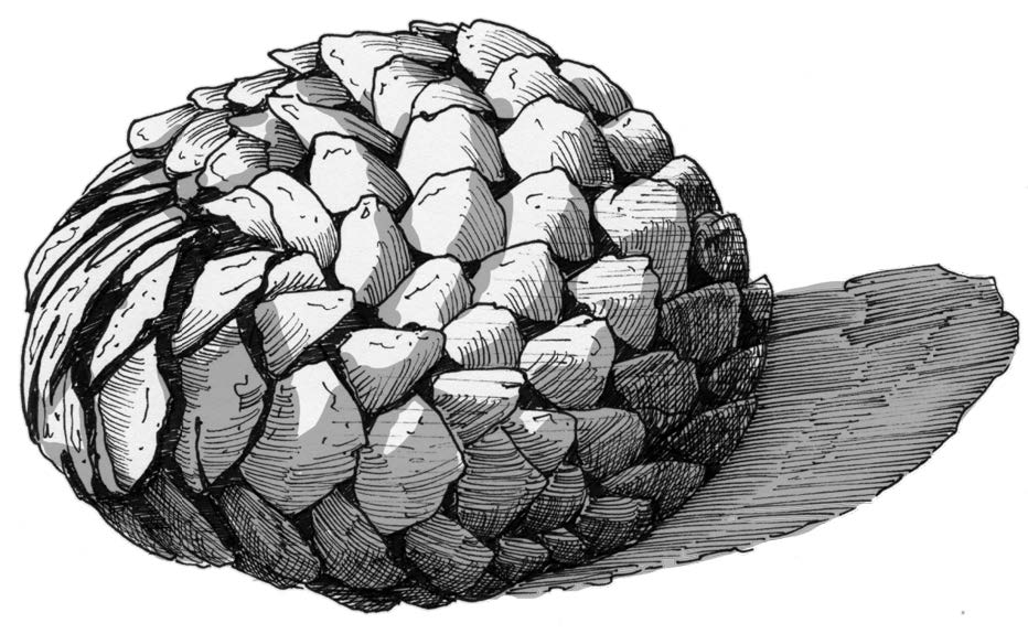 bestiaire tanaephis 4